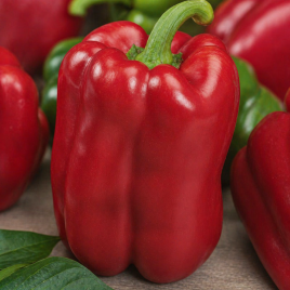 Перец Йоло Вондер Флорида 