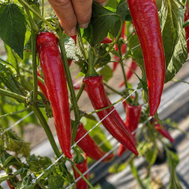 Перець Тойо F1