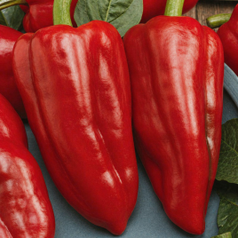 Перець Дольче Італьяно 
