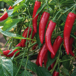 Перец Фоно F1 