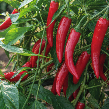 Перець Фоно F1 