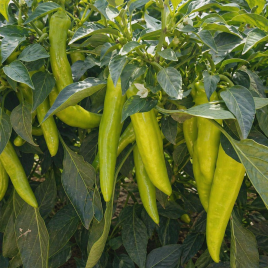 Перець ЕС 7520 F1 (ES 7520 F1) 