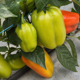 Килабер F1 семена перца сладкого тип Каппи раннего 78-80 дн. длин.кон. 160-180 гр. 18-20 см 5-7мм зел./красн. (Leda Agro)