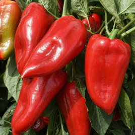 Милавер F1 семена перца сладкого тип Каппи раннего 78-80 дн. 160-180 гр. 18-20 см 5-7мм зел./красн. (Leda)
