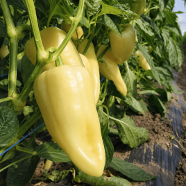 ТС 09-0373 F1 семена перца сладкого тип Венгерский раннего 55-60 дн. 150-160 гр. бел./красн. (Solare Sementi)