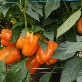 Клементін F1 насіння перцю солодкого тип Блочний раннього корот.куб. 200-250 гр. 9-10 см 3-4 камер. зел./помаранч. (Yuksel)