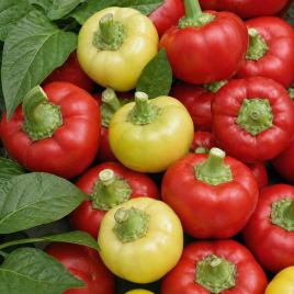 Илика семена перца горького тип Ротунда раннего 60-70 дн. 60-80 гр. 5 см 6 мм крем./красн. (Semo)