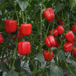 Плутонио F1 семена перца сладкого тип Блочный раннего корот.куб. 220-250 гр. 10 см 3-4 камер. зел./красн. (Enza Zaden)