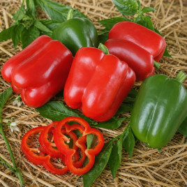 Това F1 насіння перцю солодкого тип Блочний середньораннього 70-75 дн. 220-250 гр. 10х11см 7-8мм зел./червон. (Moravoseed)