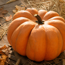 тыква мускат де прованс