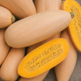 Рожевий банан насіння тикви середньої 85-100 дн цилиндр 8-10 кг роз (GL Seeds)