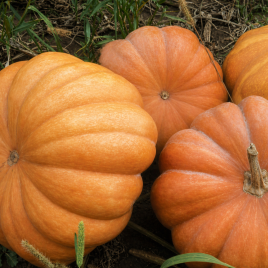 Мускат де Прованс насіння гарбуза (Clause)