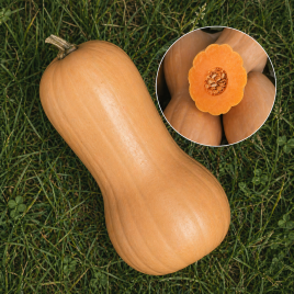 Виолина семена тыквы (Hortus)