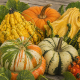 Фаберже семена тыквы мини смесь (GL Seeds)