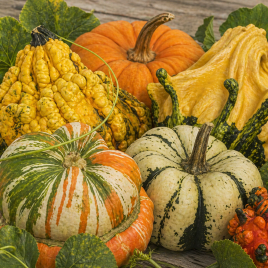 Фаберже семена тыквы мини смесь (GL Seeds)