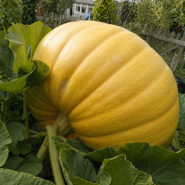 гарбуз жовтий гігант