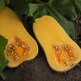 UG 205 F1 насіння гарбуза (United Genetics)