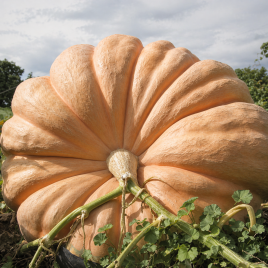 тыква атлантический гигант