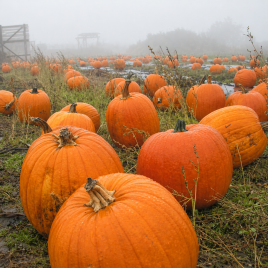 Биг Макс семена тыквы (Hortus)