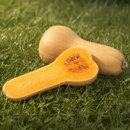 Баттернат семена тыквы мускатной (Anseme)