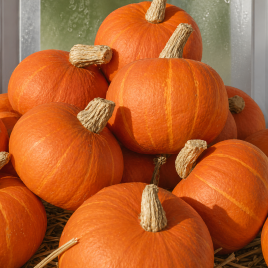 Конфетка (Цукерка) семена тыквы средней 115-120 дн. окр. 1,5-2 кг красн. (Seedera)