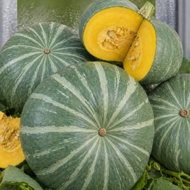 Лікувальна насіння гарбуза 4-7 кг окр.-припл. зелен. (Seedera)