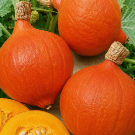 Гарбуз Лісовий горіх (Ішикі Курі)