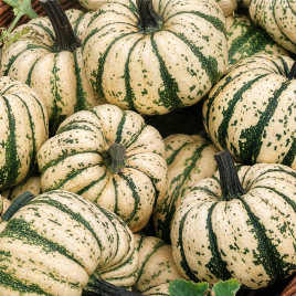 Гарбуз декоративний Солодкі Клецкі