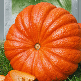 Гарбуз Руж віф де Тамп 