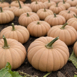 Гарбуз Спеллкаст