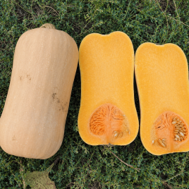 Баррель F1 (Барел F1) семена тыквы тип Баттернат ранней 95 дн. 1,5-1,8 кг (Spark Seeds)