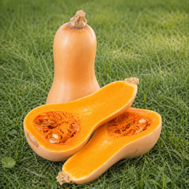 Скарлет F1 семена тыквы мускатной тип Баттернат средней 100-110дн. 1,3-1,8кг (LibraSeeds)