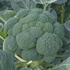 Бести семена капусты брокколи (Syngenta)