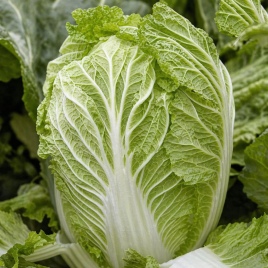 Капуста Марио F1 