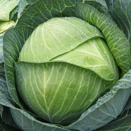 Бригадир F1 семена капусты б/к среднепоздней (Clause)