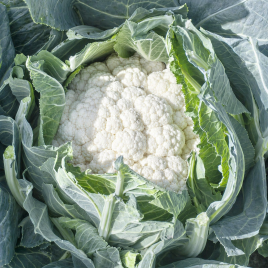 Гохан F1 семена капусты цветной средней 80-85 дн. 2-3 кг бел. (Syngenta)