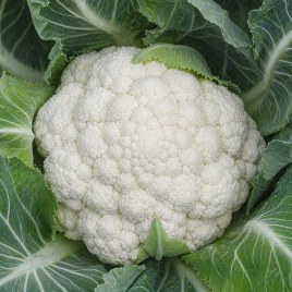 Капуста Фридом F1