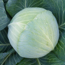 KS 60 F1 семена капусты б/к средней (Kitano Seeds) 