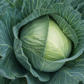 Капуста белокочанная Глория Стар F1