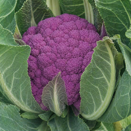 Капуста цветная Граффити F1