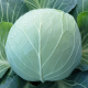 KS 29 F1 насіння капусти б / к середньої (Kitano Seeds)