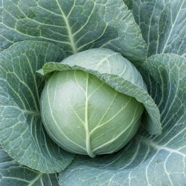 KS 15 F1 семена капусты б/к средней (Kitano Seeds)
