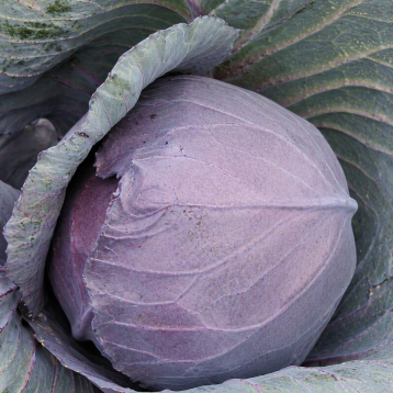 Киото F1 семена капусты к/к ранней (Kitano Seeds)