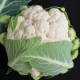 Мисора F1 cемена капусты цветной средней 80-85 дн. 1,5-2,5 кг бел. (Kitano Seeds)