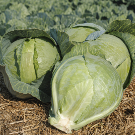 Каунт F1 семена капусты б/к поздней (Clause)