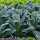 Кале семена капусты листовой (Hortus)