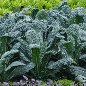 Кале семена капусты листовой (Hortus)