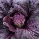 KS 888 F1 насіння капусти пекінської (Kitano Seeds)