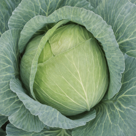 Каменная Голова семена капусты белокочанной поздней 140-165 дн. 3-6 кг (Hortus)
