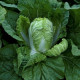 Кьюстар F1 семена капусты пекинской ранней 55 дн. 1-2 кг (Takii Seeds)